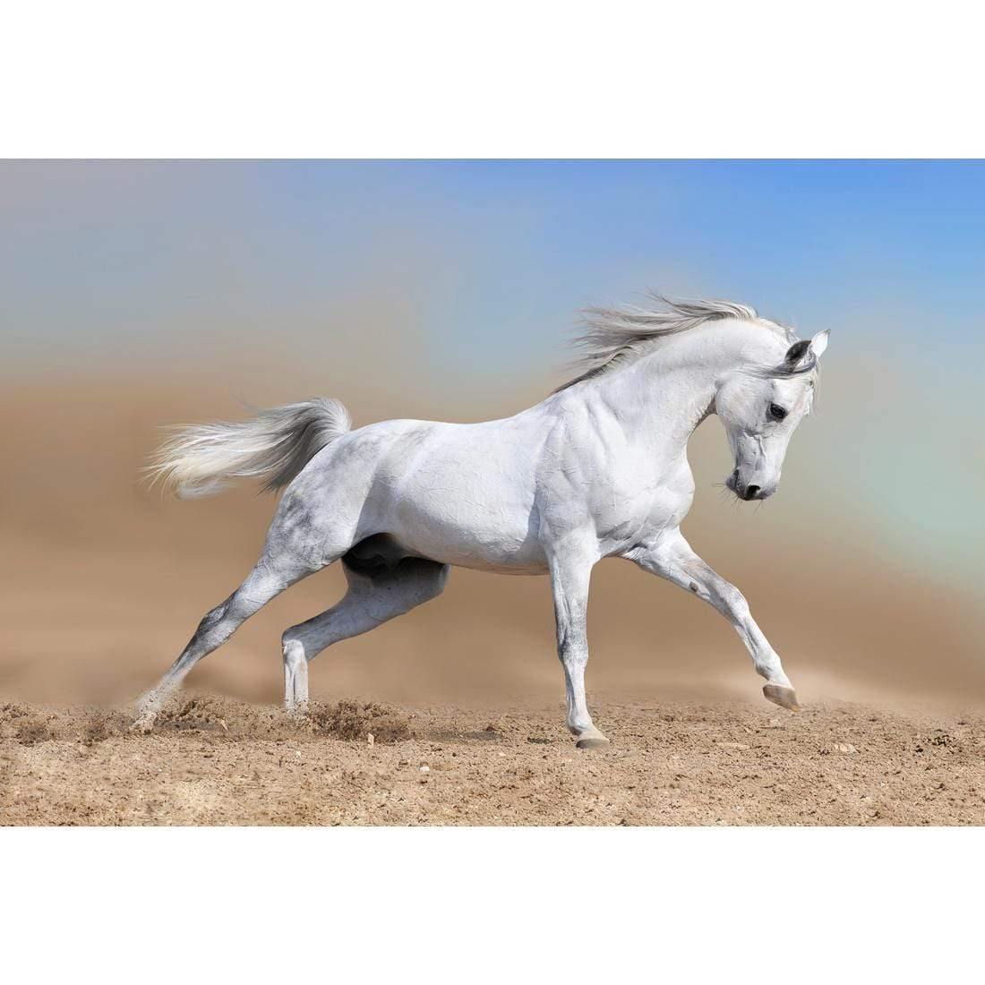 White Arabian Horse