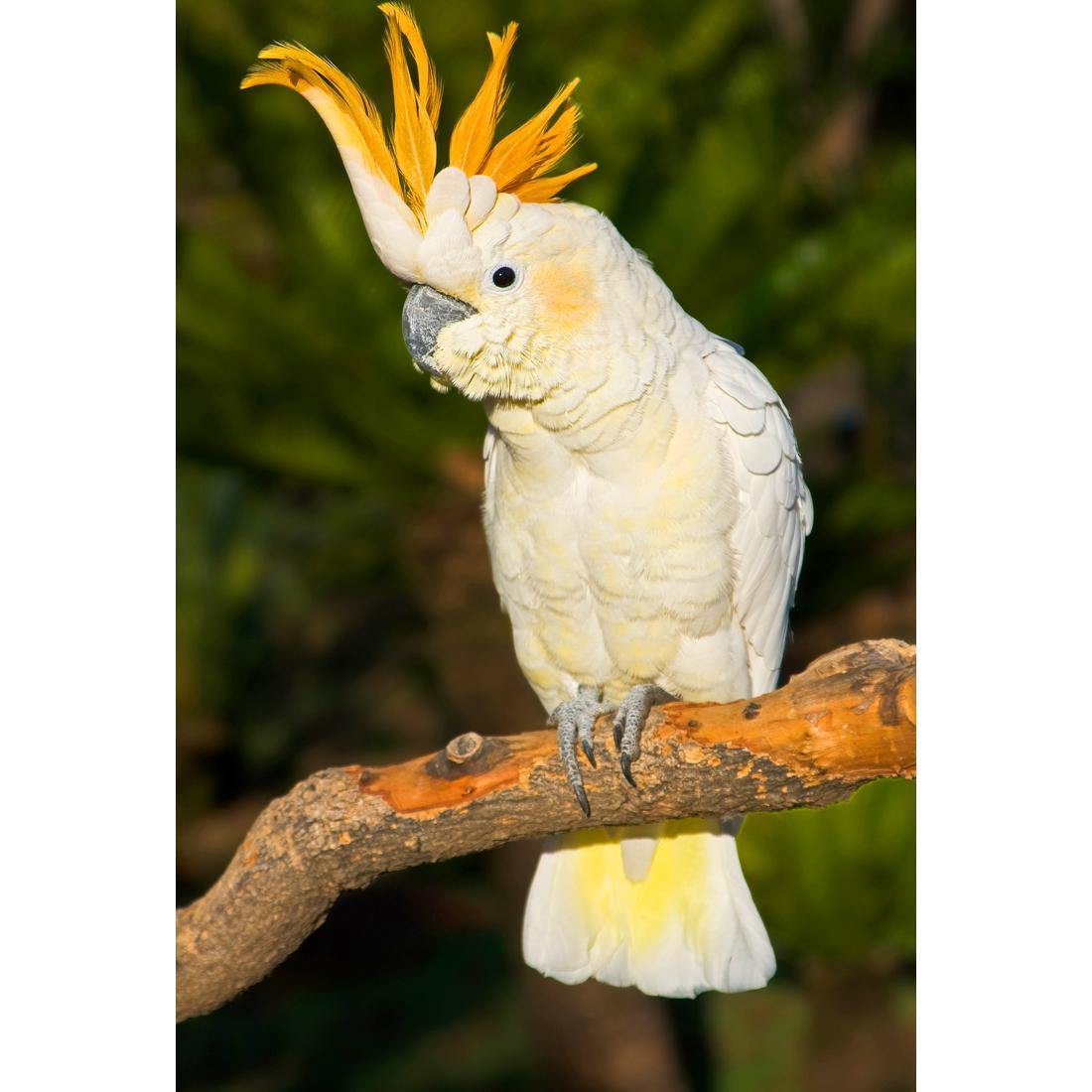 Cockatoo