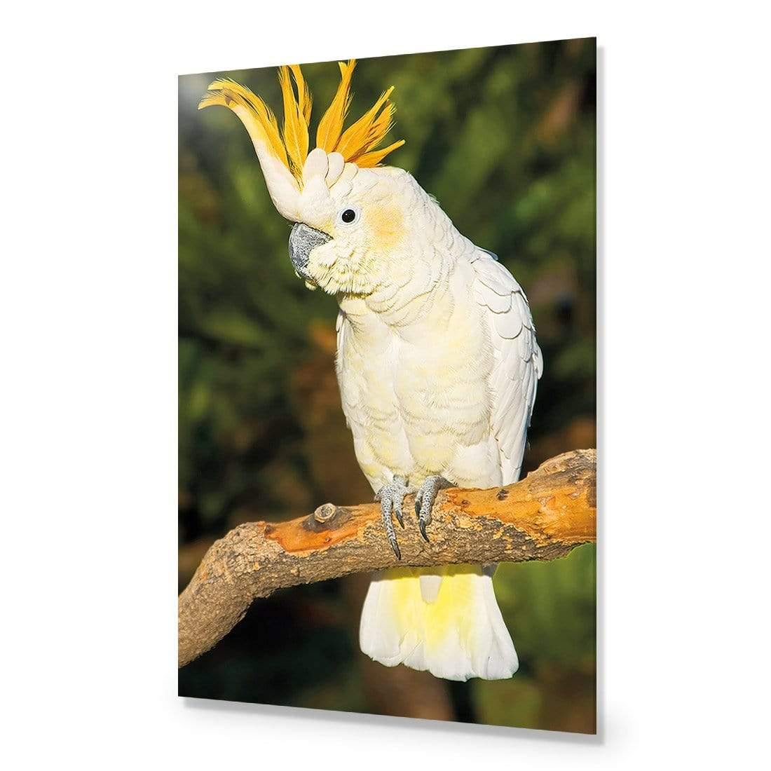 Cockatoo