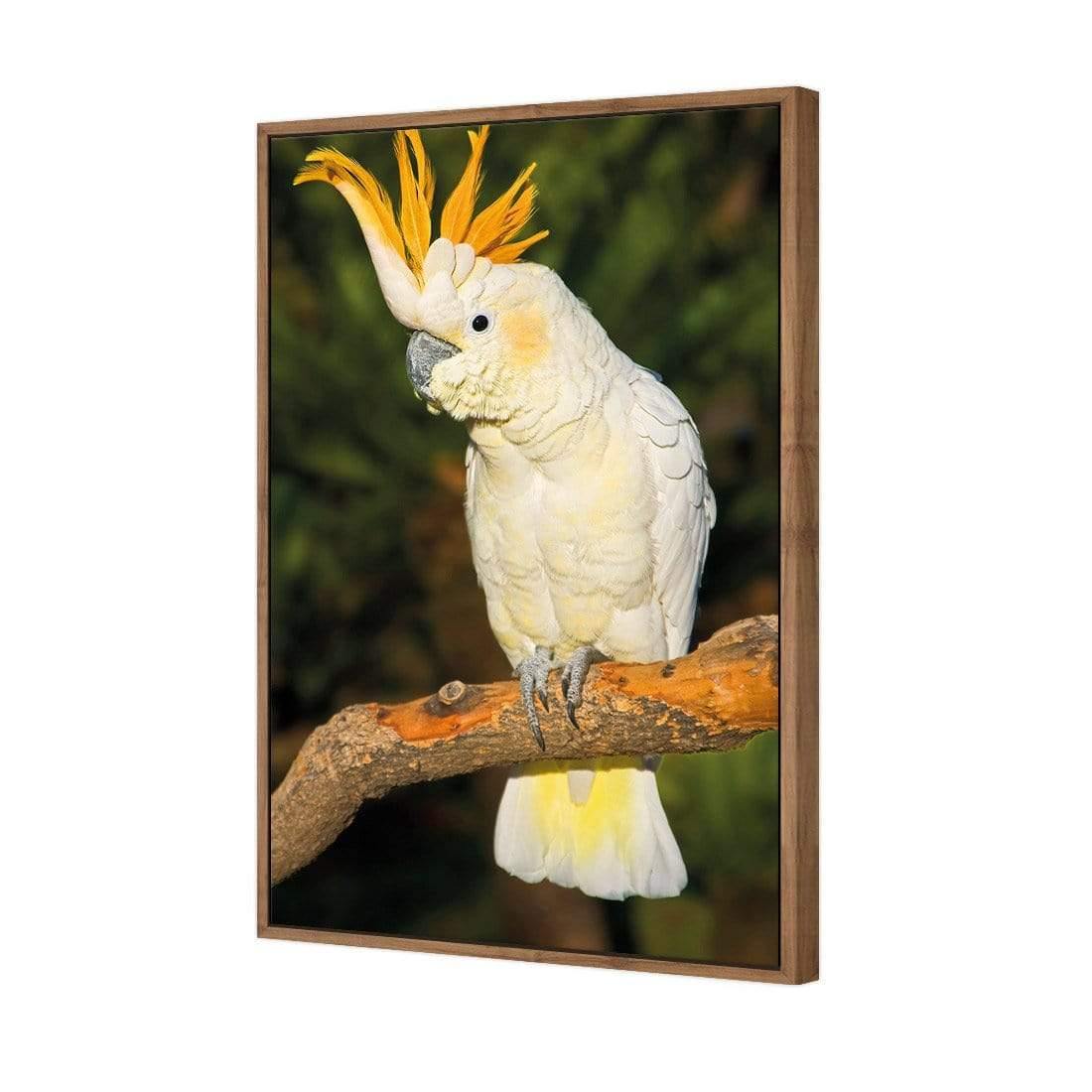 Cockatoo