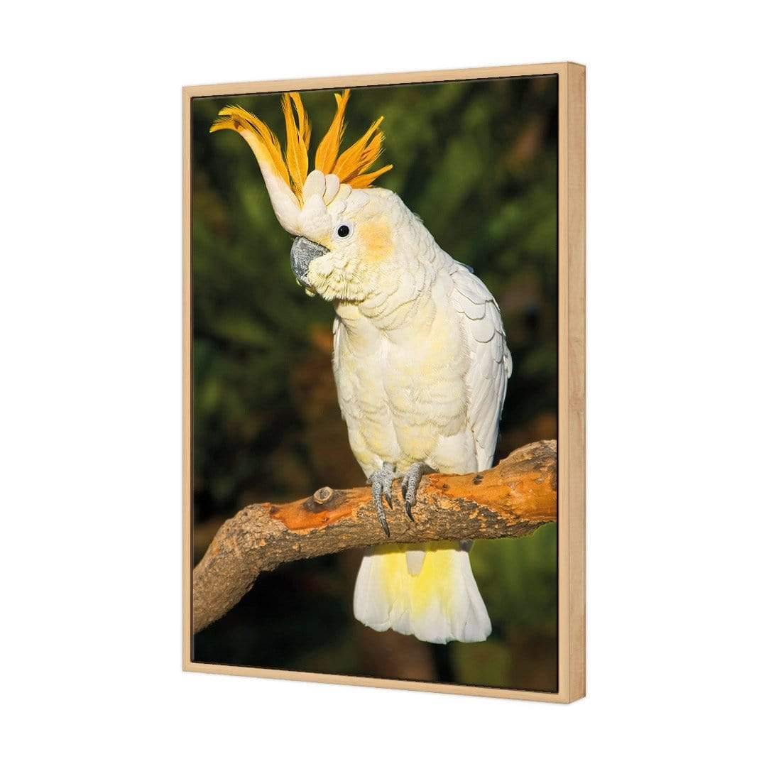 Cockatoo