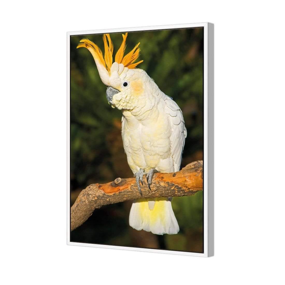 Cockatoo