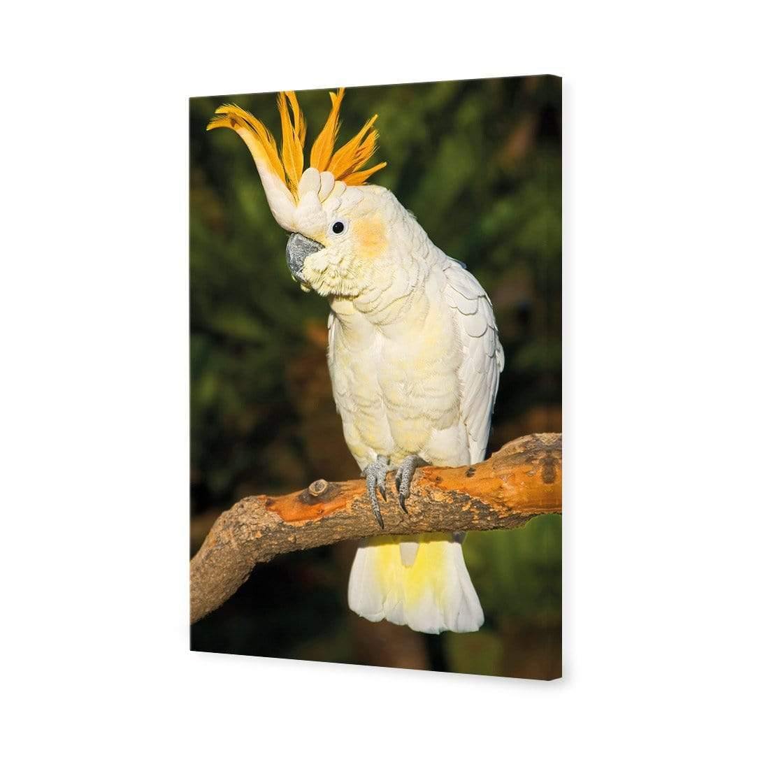 Cockatoo