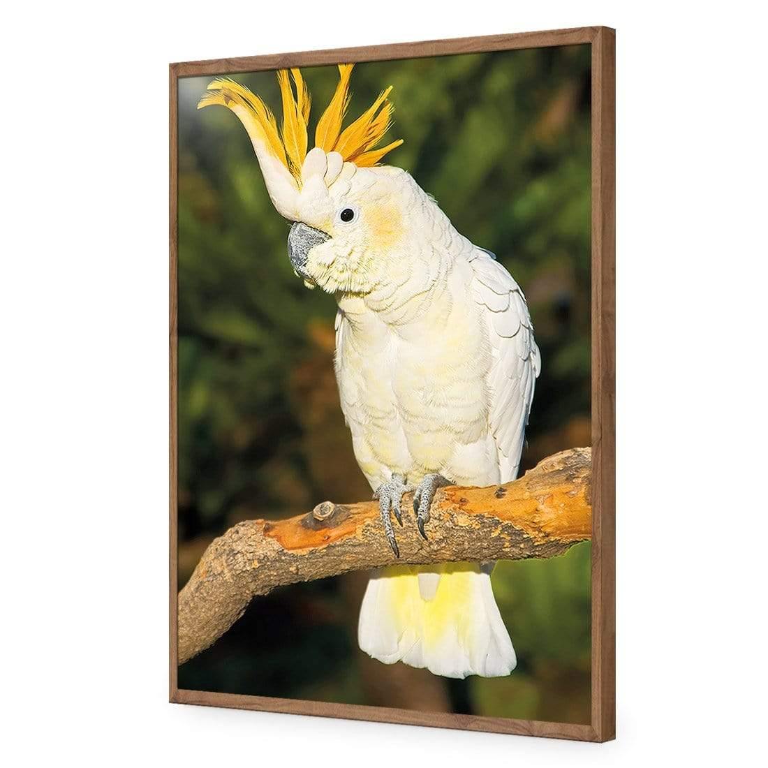 Cockatoo