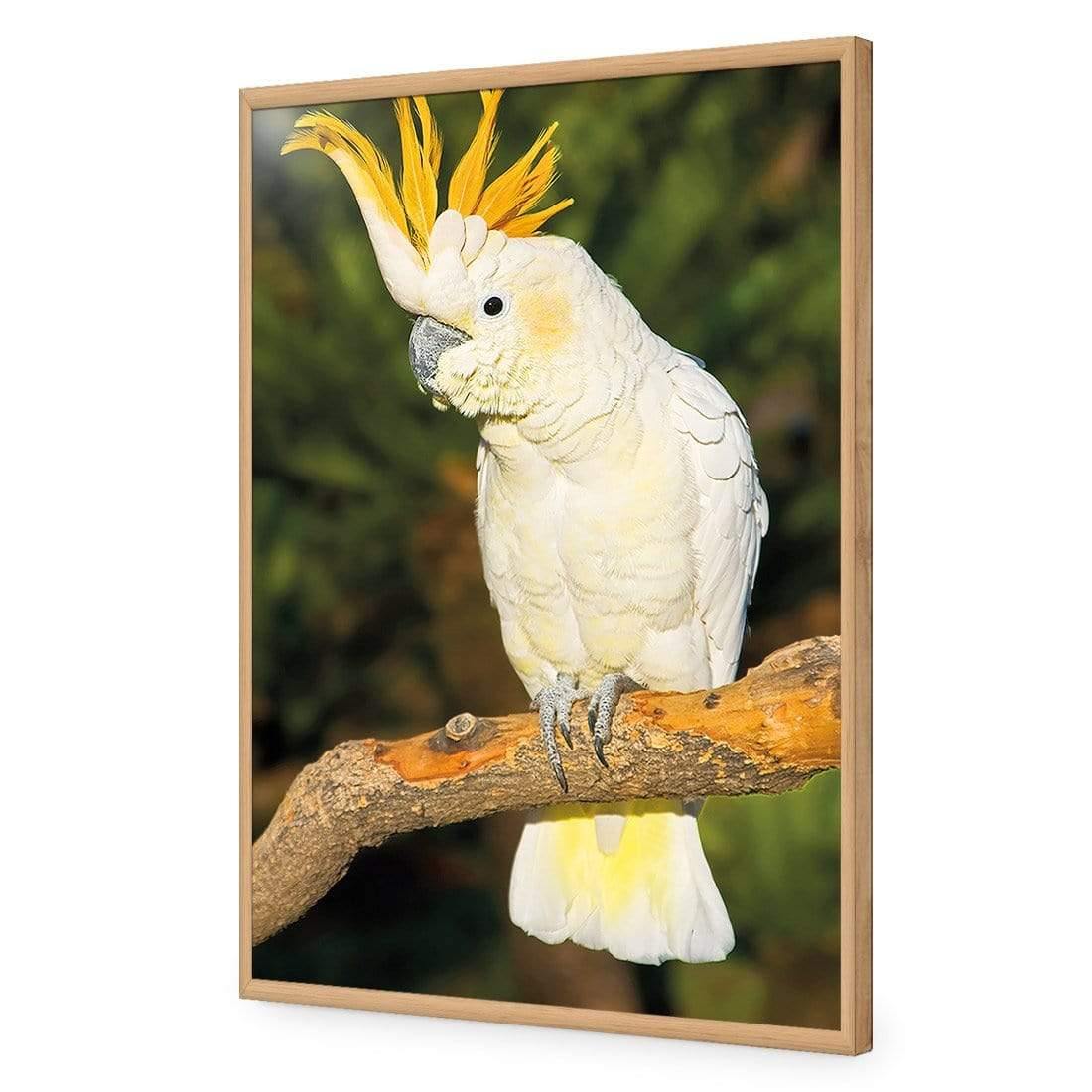 Cockatoo