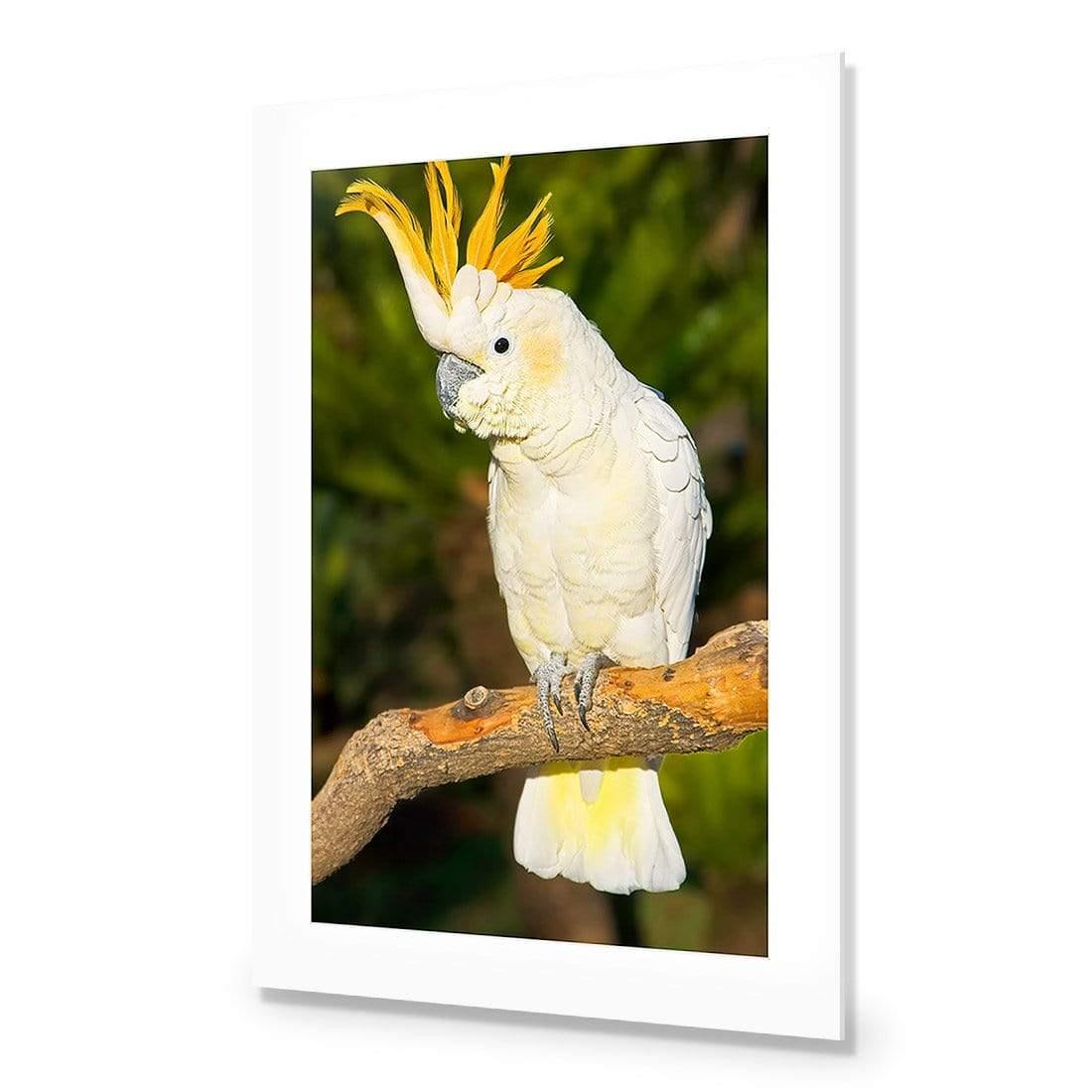 Cockatoo