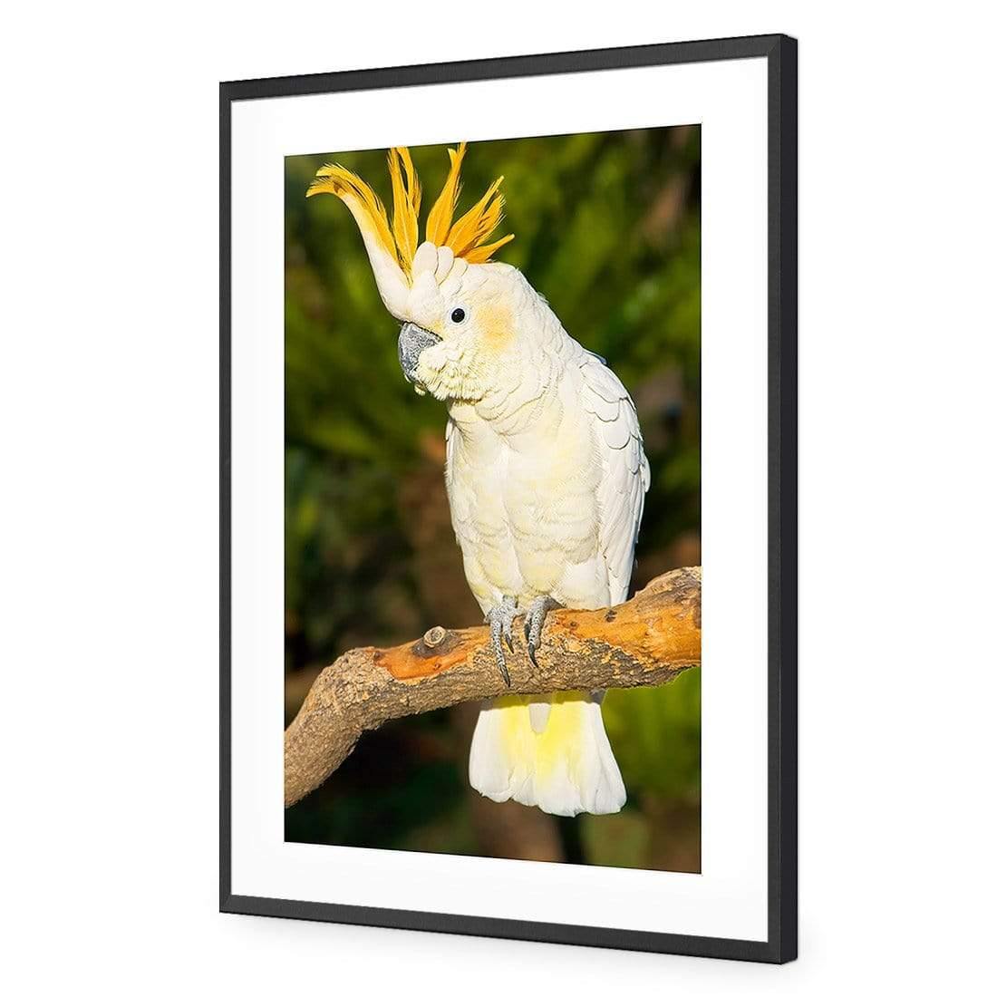 Cockatoo