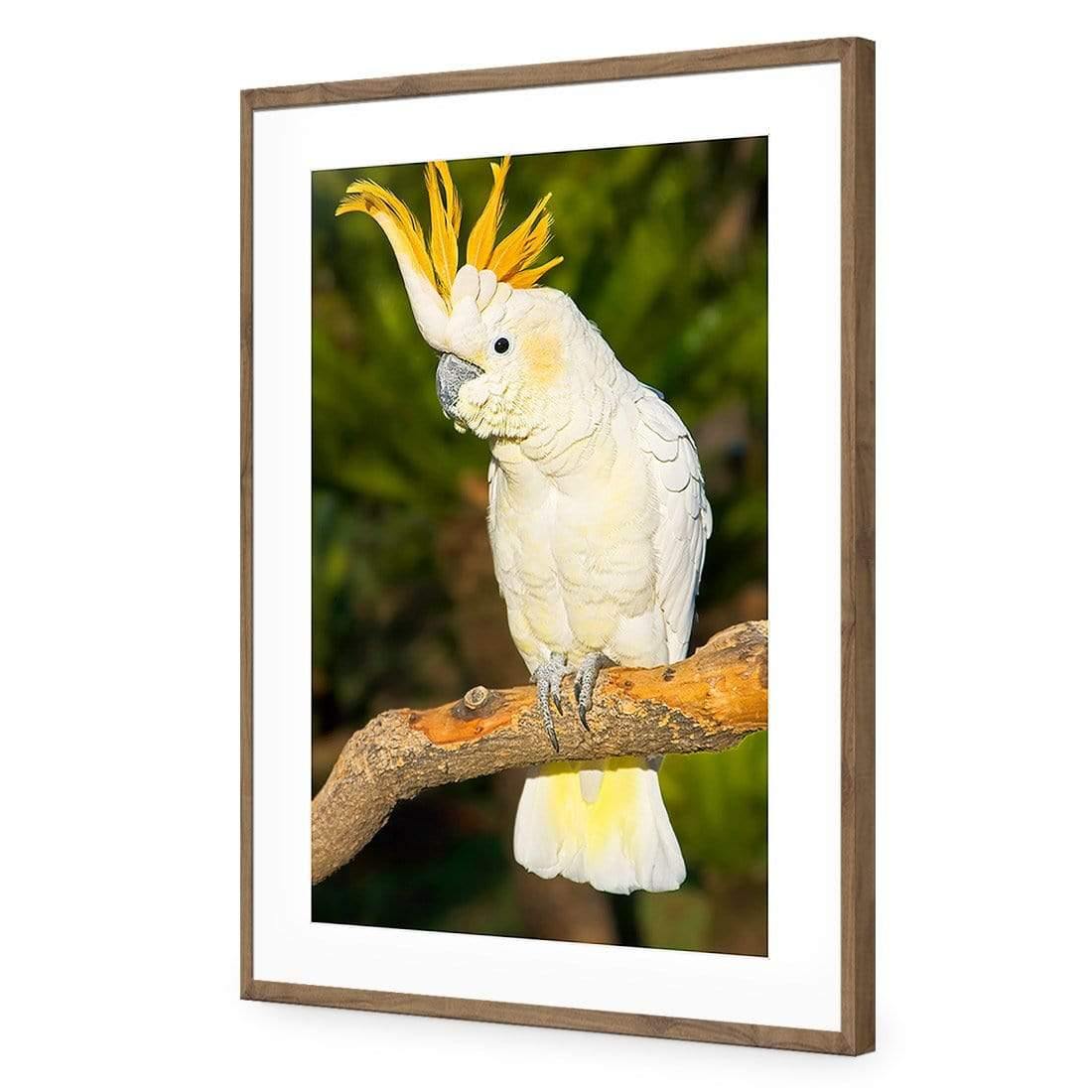 Cockatoo