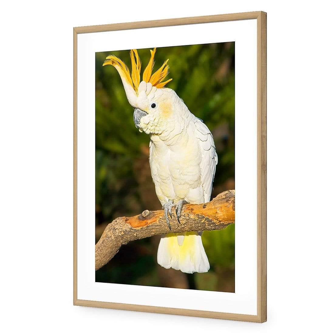 Cockatoo