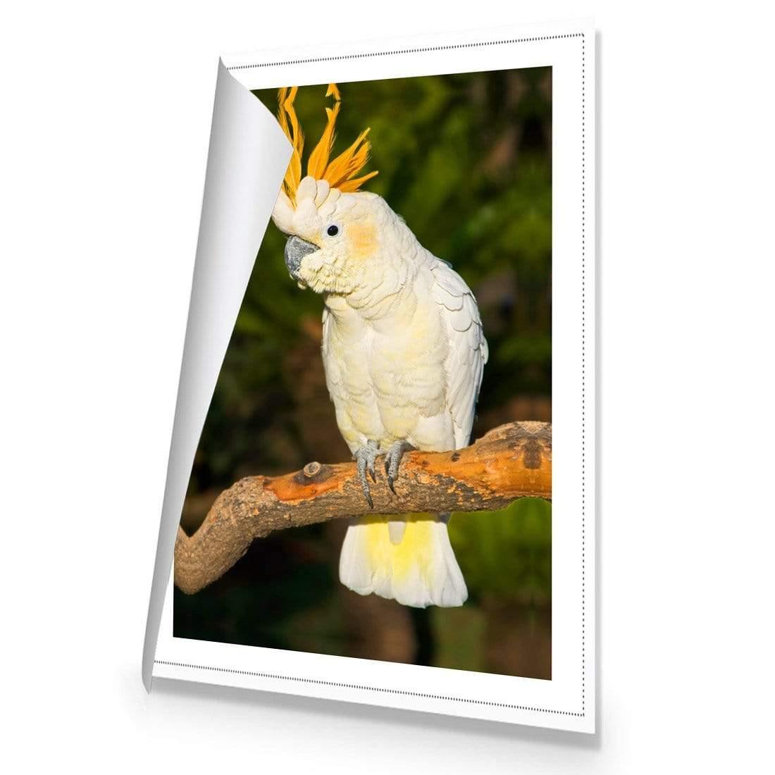 Cockatoo