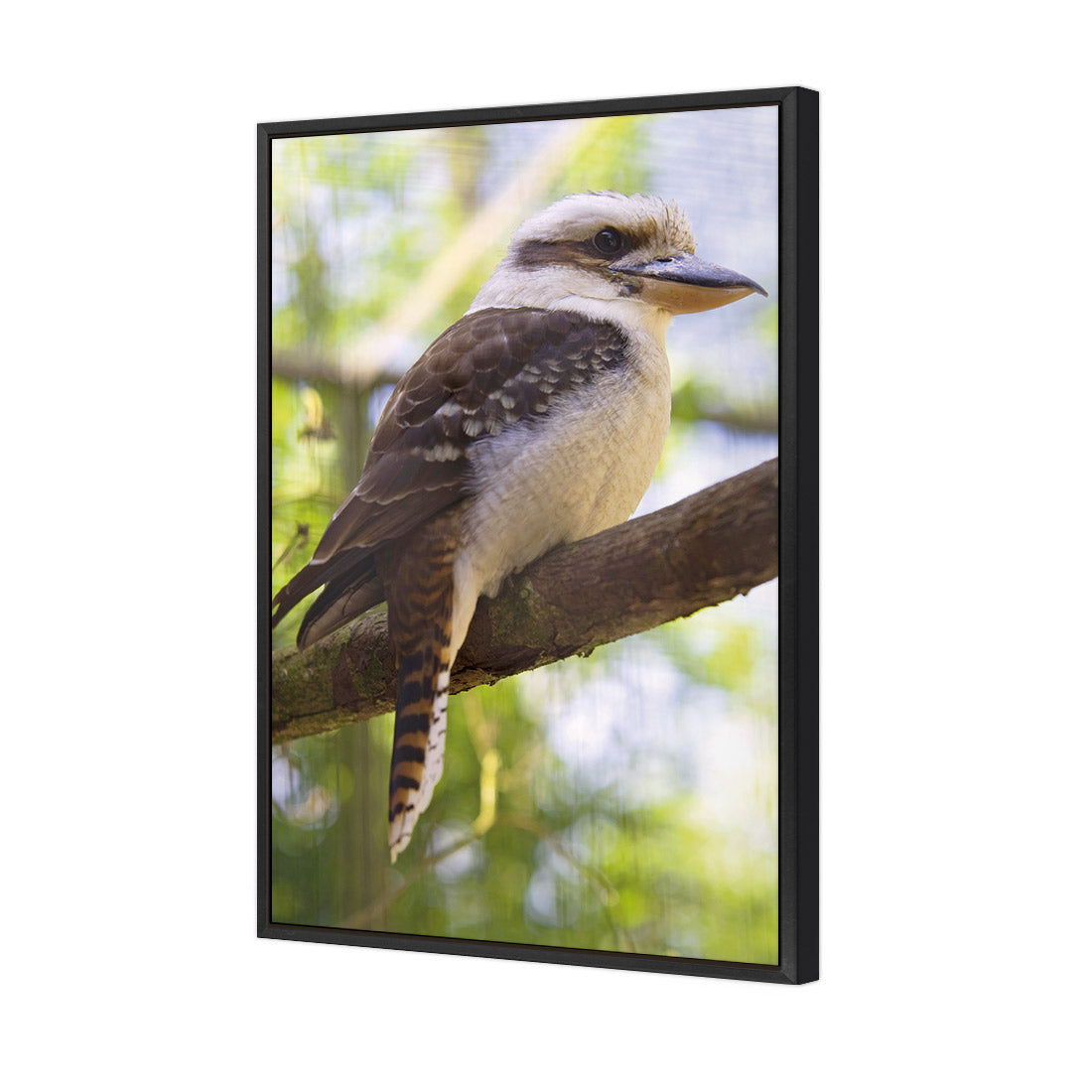 Kookaburra