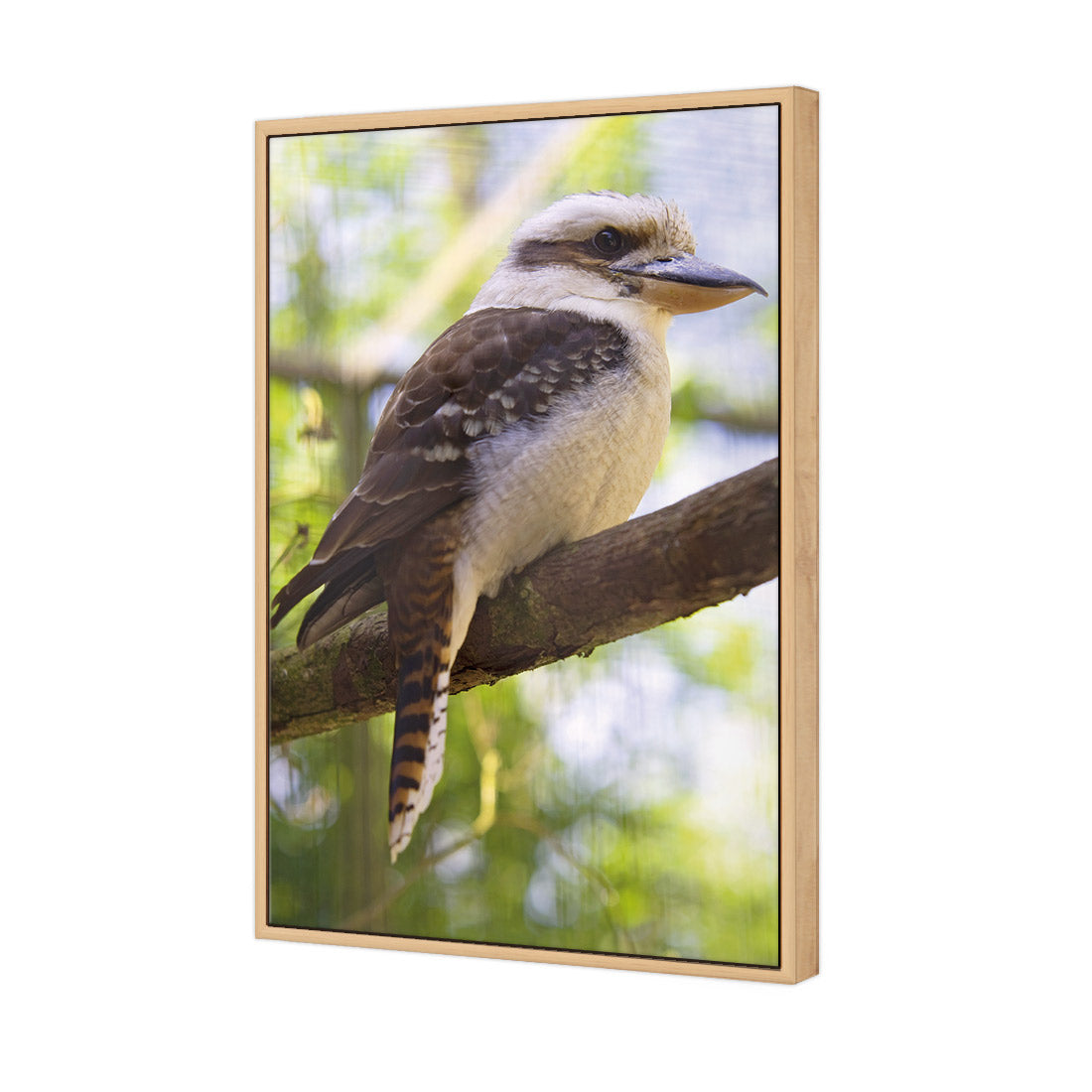 Kookaburra