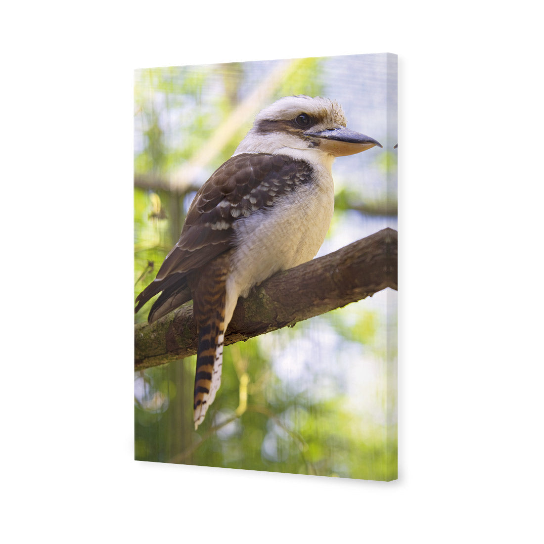 Kookaburra