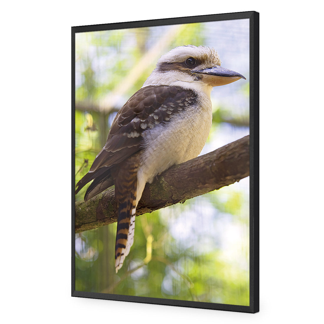 Kookaburra