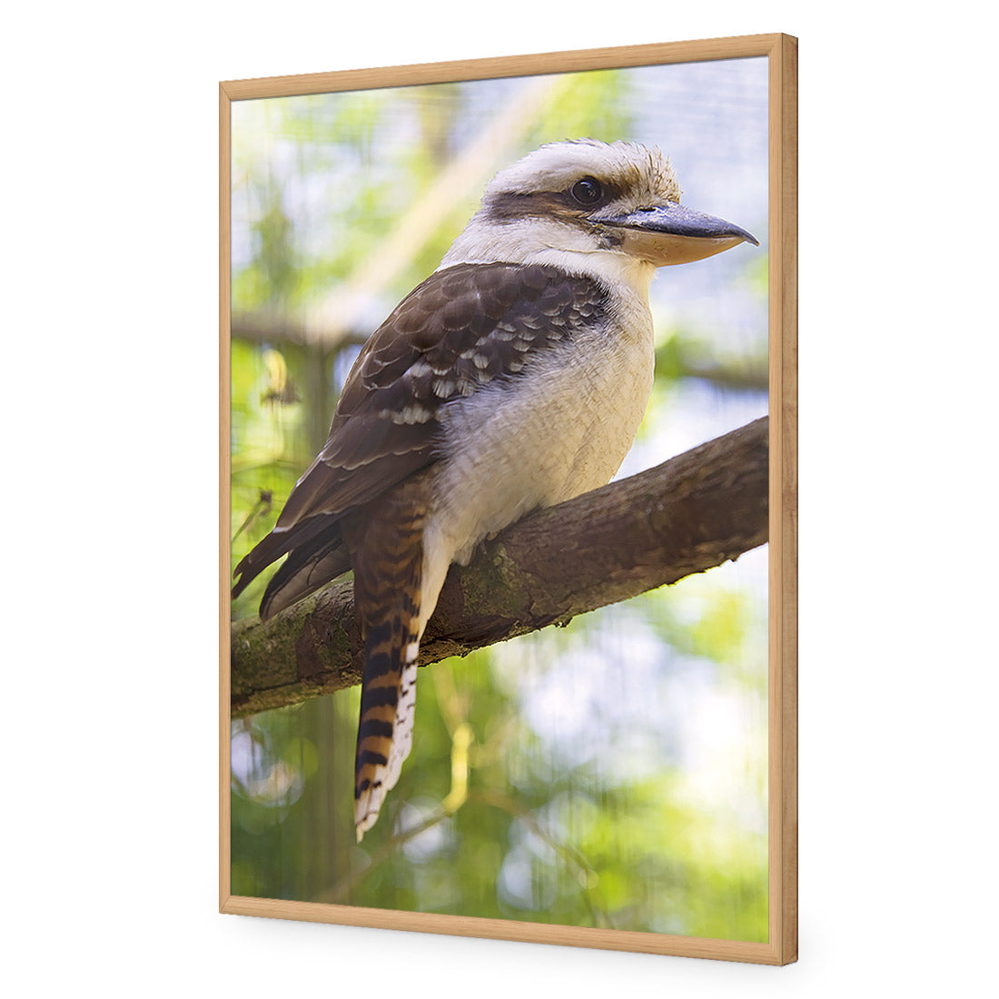 Kookaburra