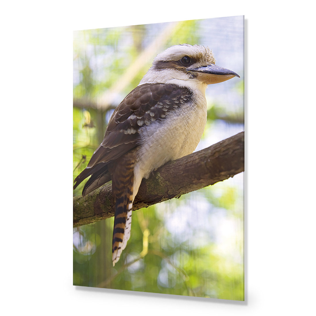 Kookaburra