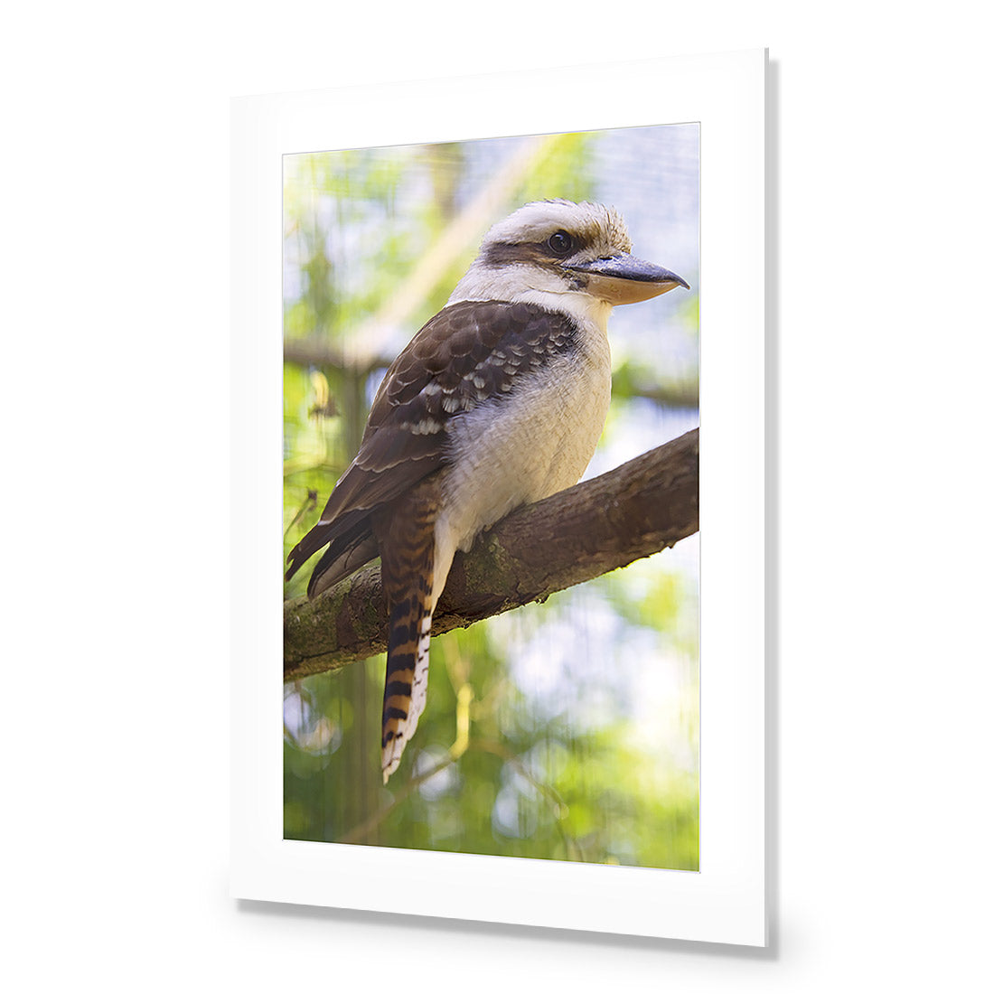 Kookaburra