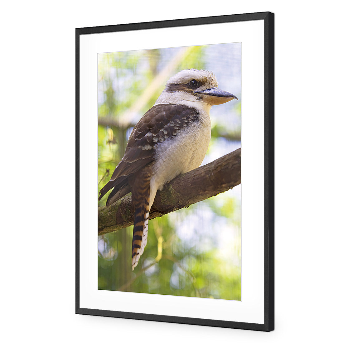 Kookaburra