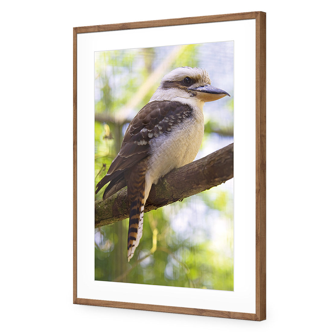 Kookaburra