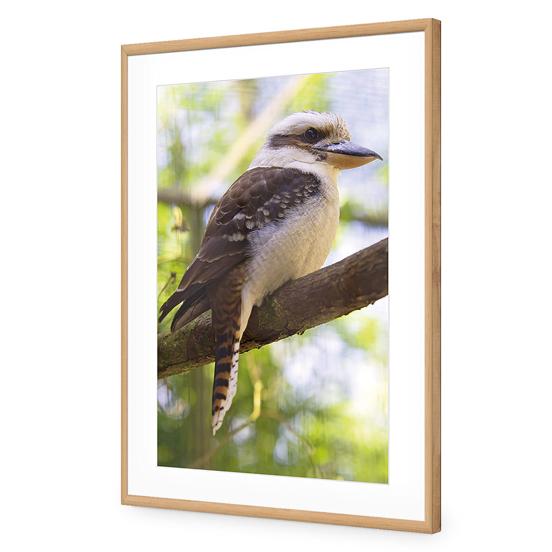 Kookaburra