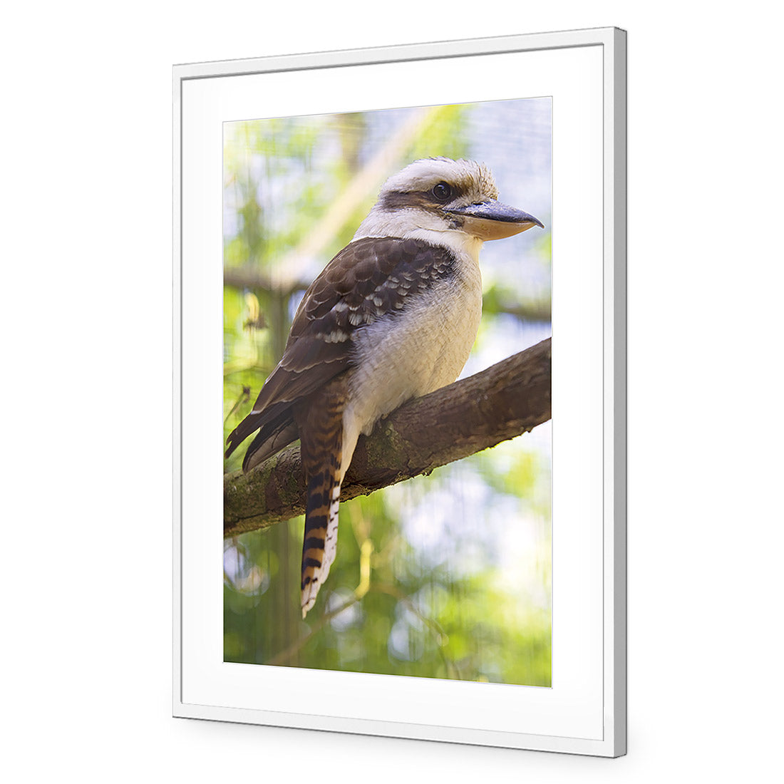 Kookaburra