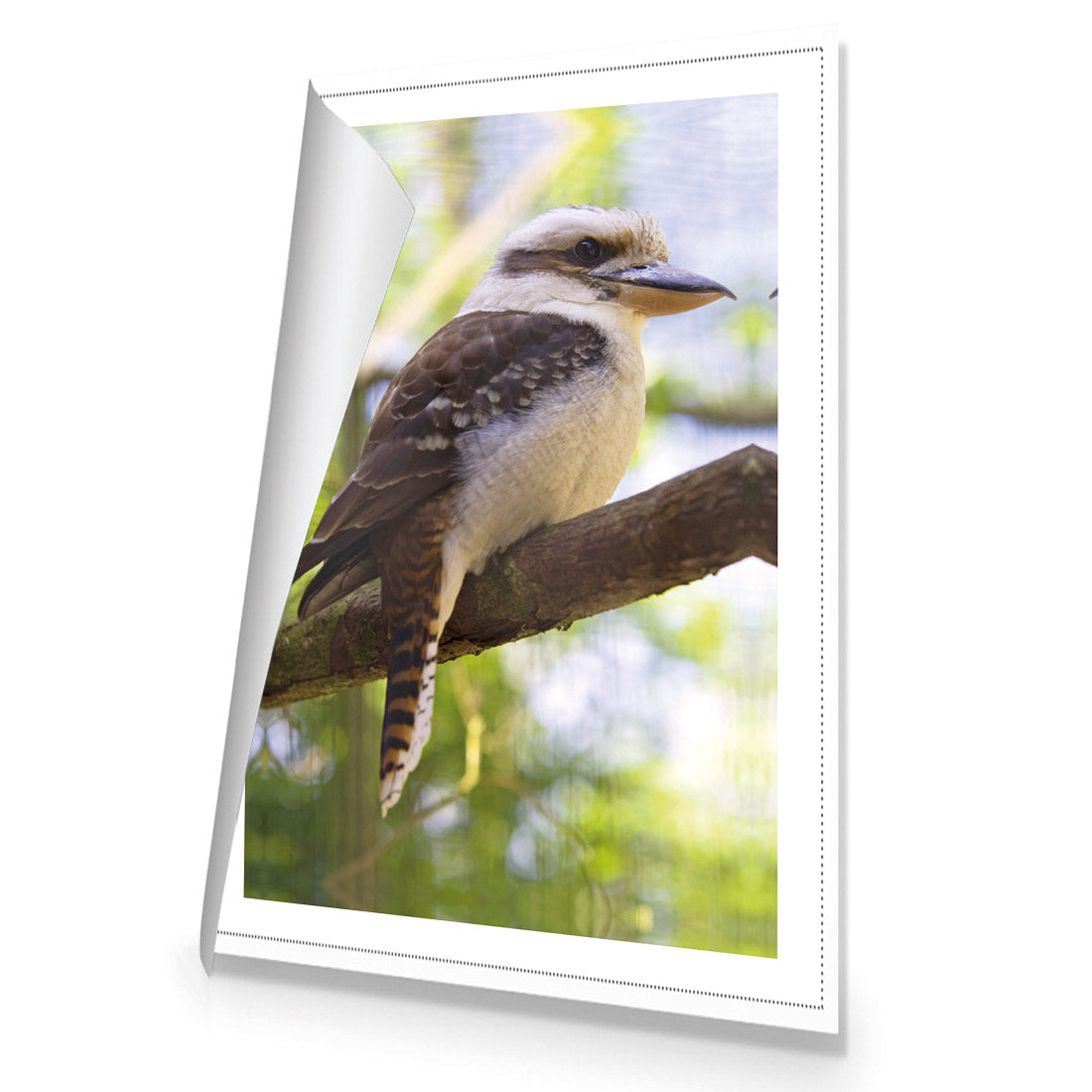 Kookaburra