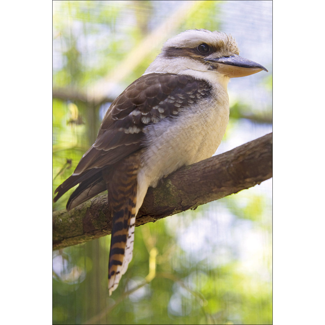 Kookaburra