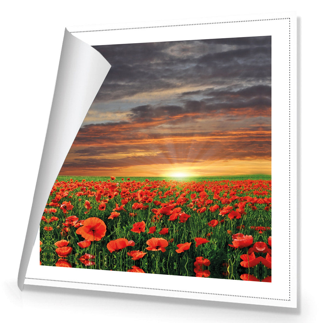 Anzac Poppy Field (square)