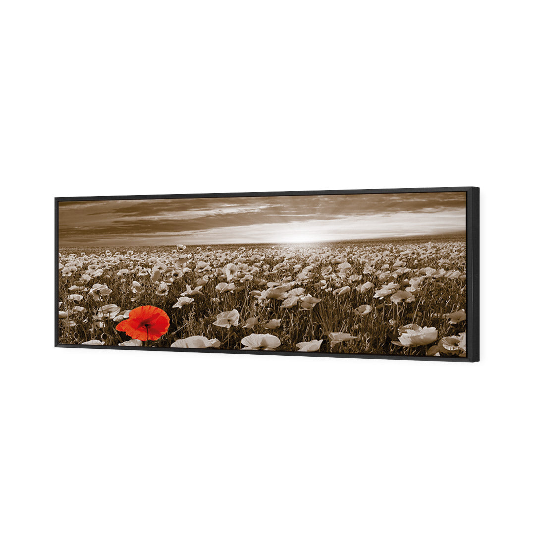 Anzac Poppy Field, Sepia (long)