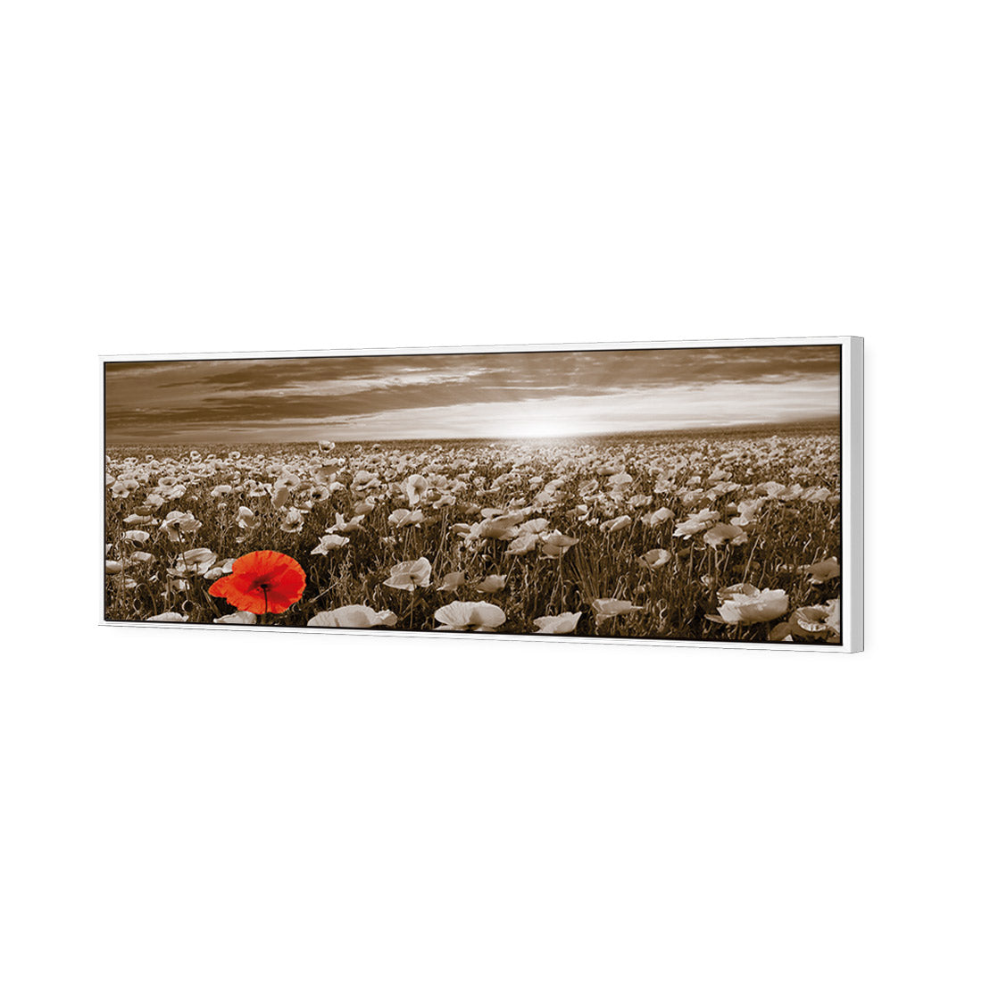 Anzac Poppy Field, Sepia (long)