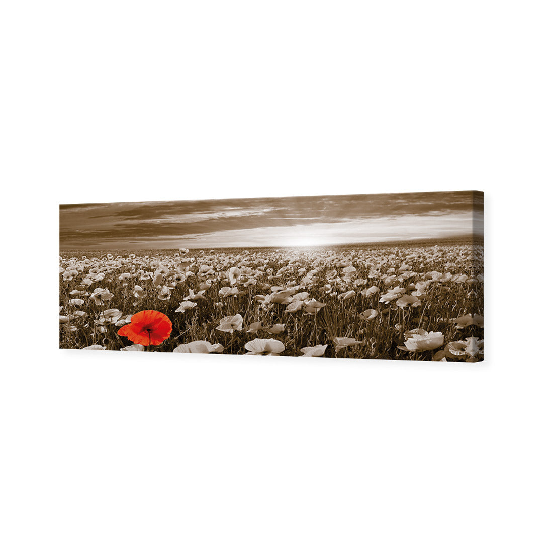 Anzac Poppy Field, Sepia (long)