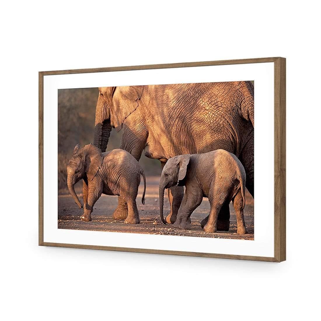 African Elephants Crossing Road