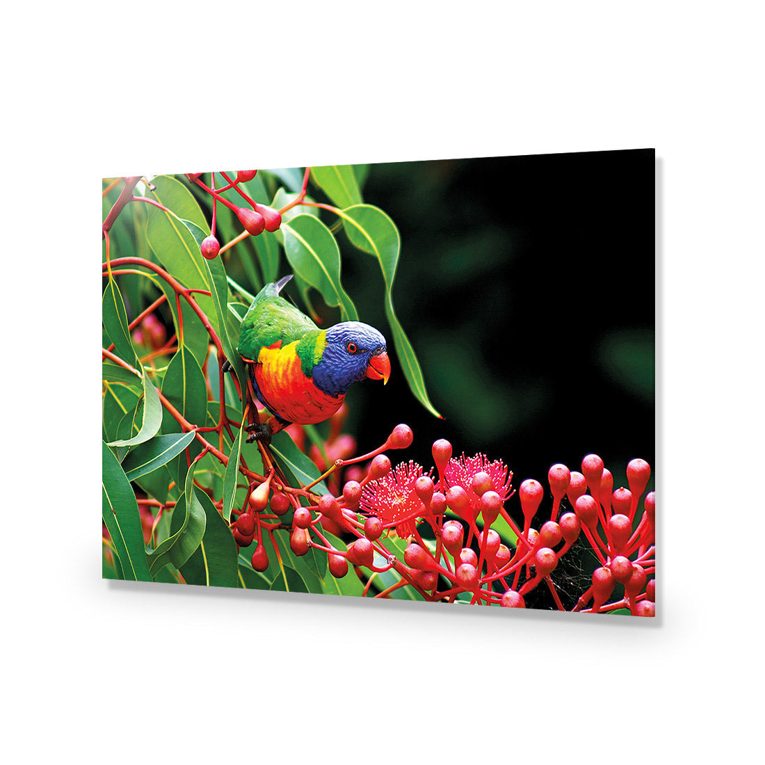 Lorikeet on Red Gum, Rectangle