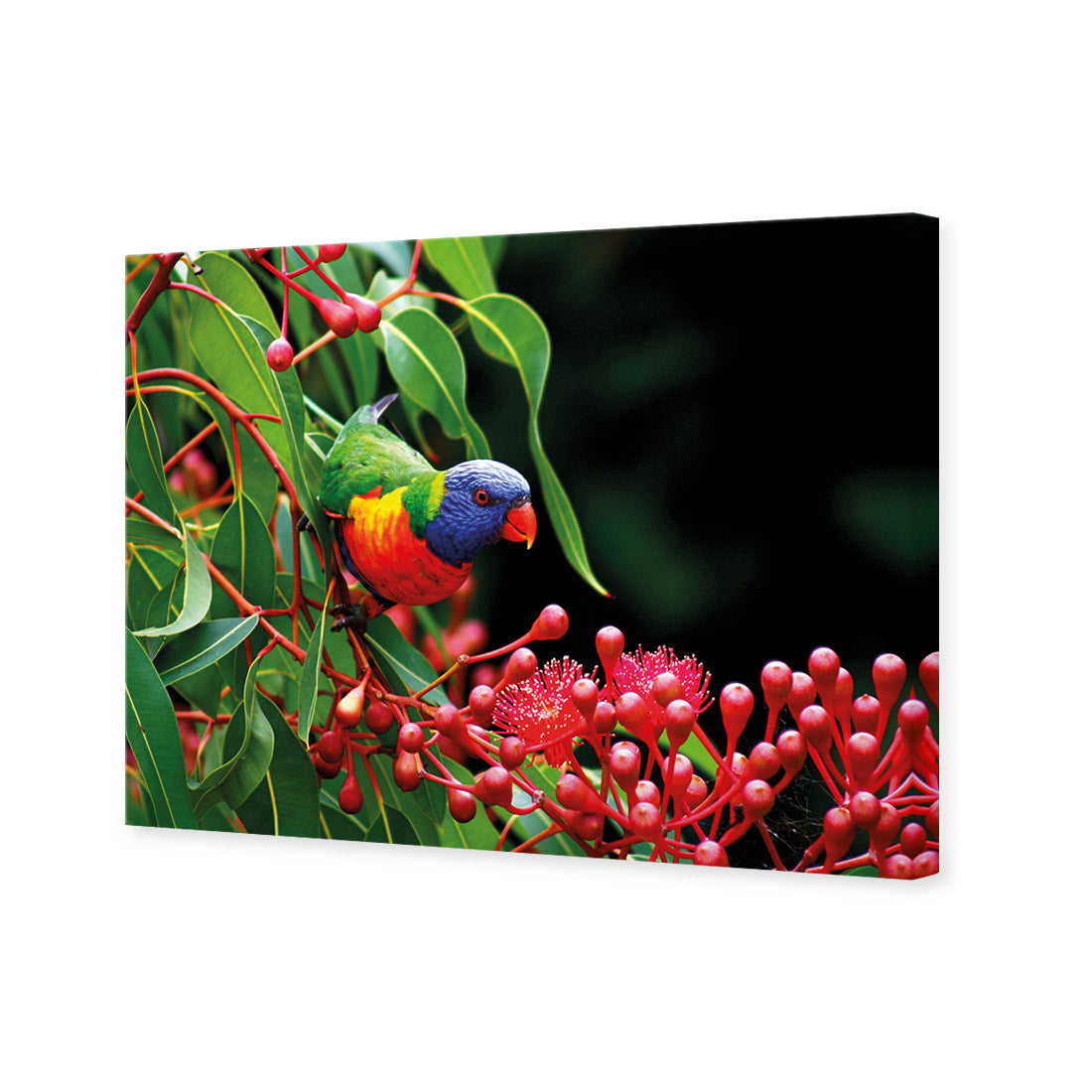 Lorikeet on Red Gum, Rectangle