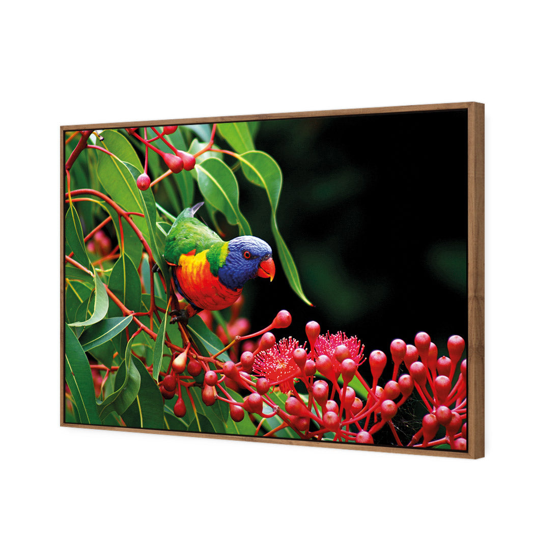 Lorikeet on Red Gum, Rectangle