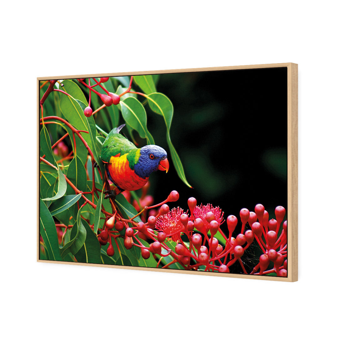 Lorikeet on Red Gum, Rectangle