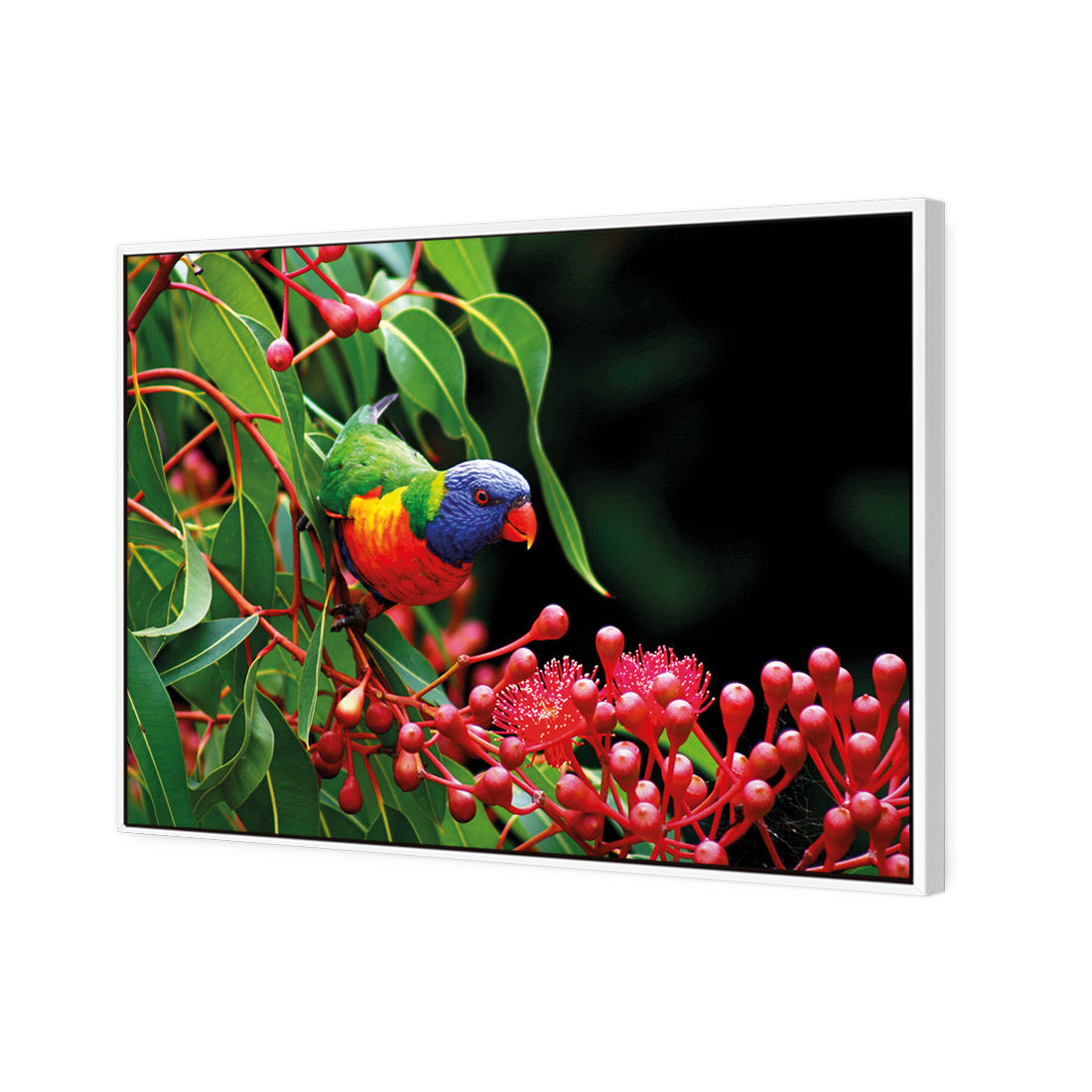 Lorikeet on Red Gum, Rectangle