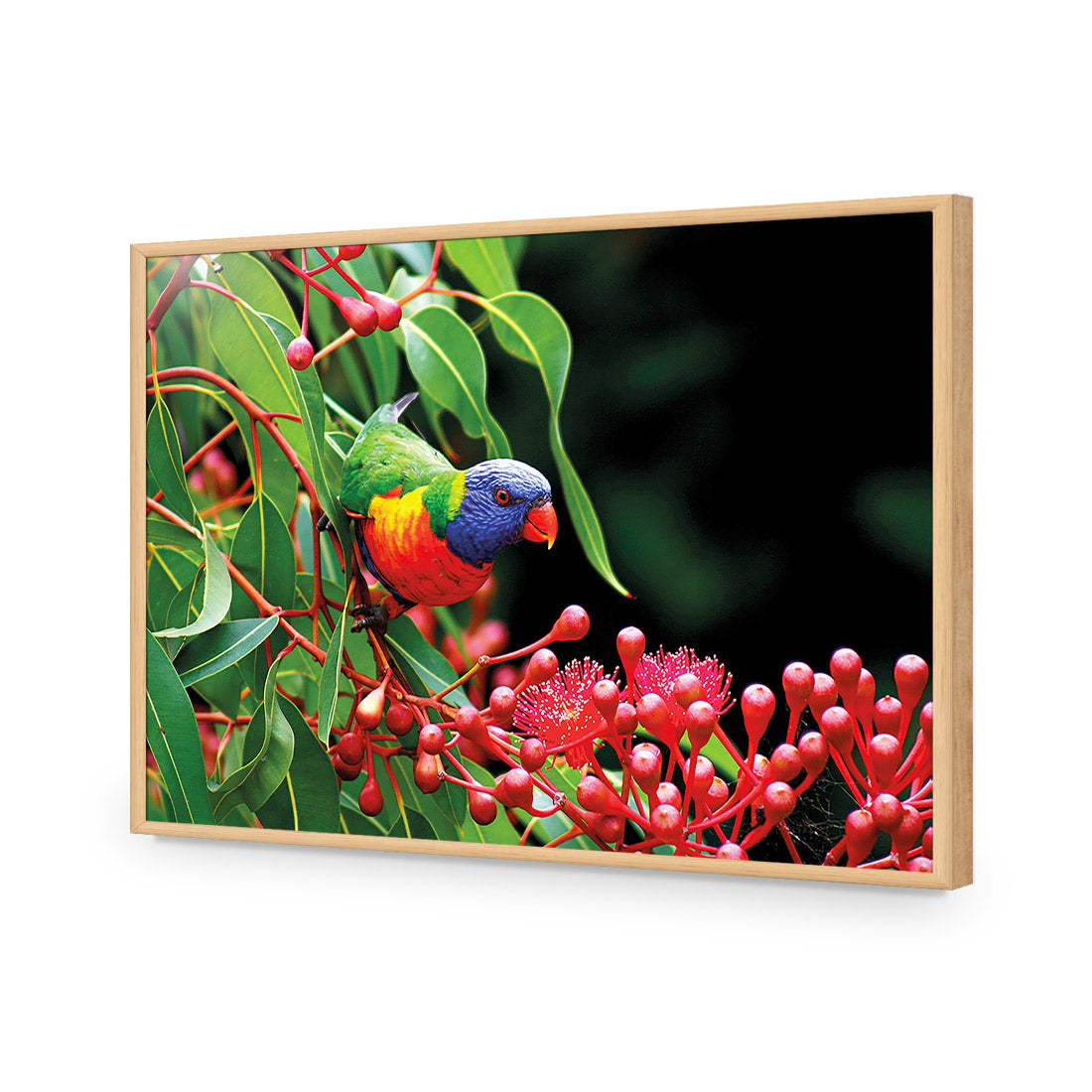 Lorikeet on Red Gum, Rectangle