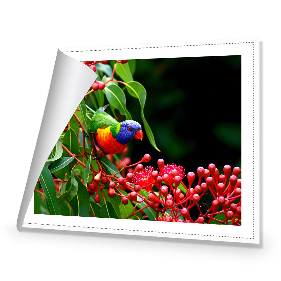 Lorikeet on Red Gum, Rectangle