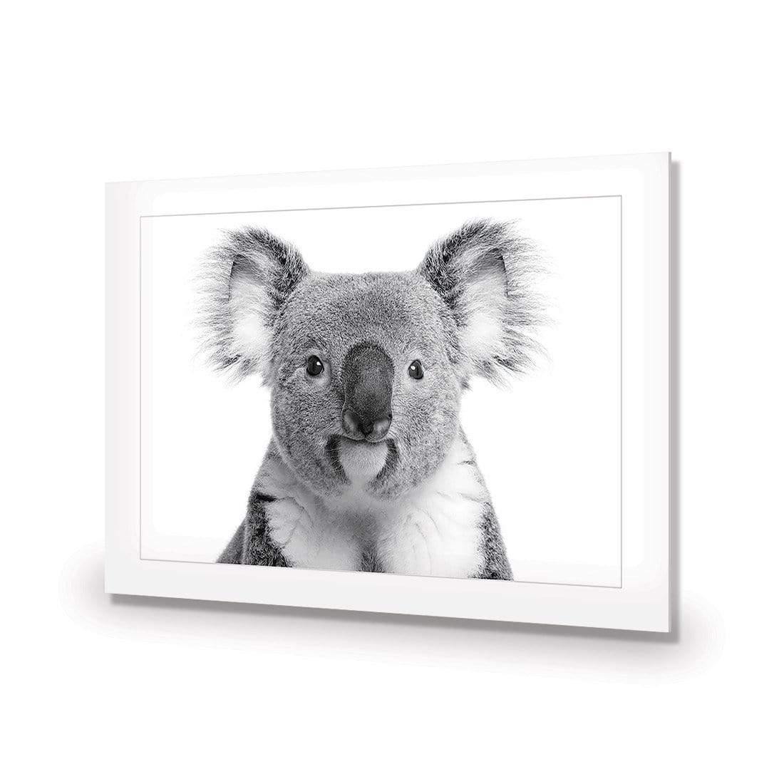 Korro Koala