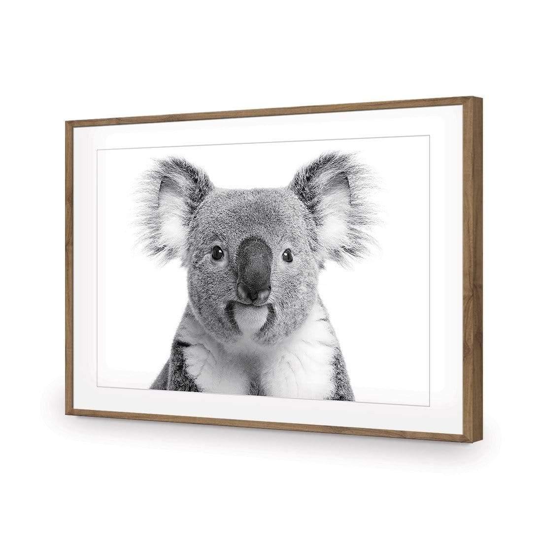 Korro Koala