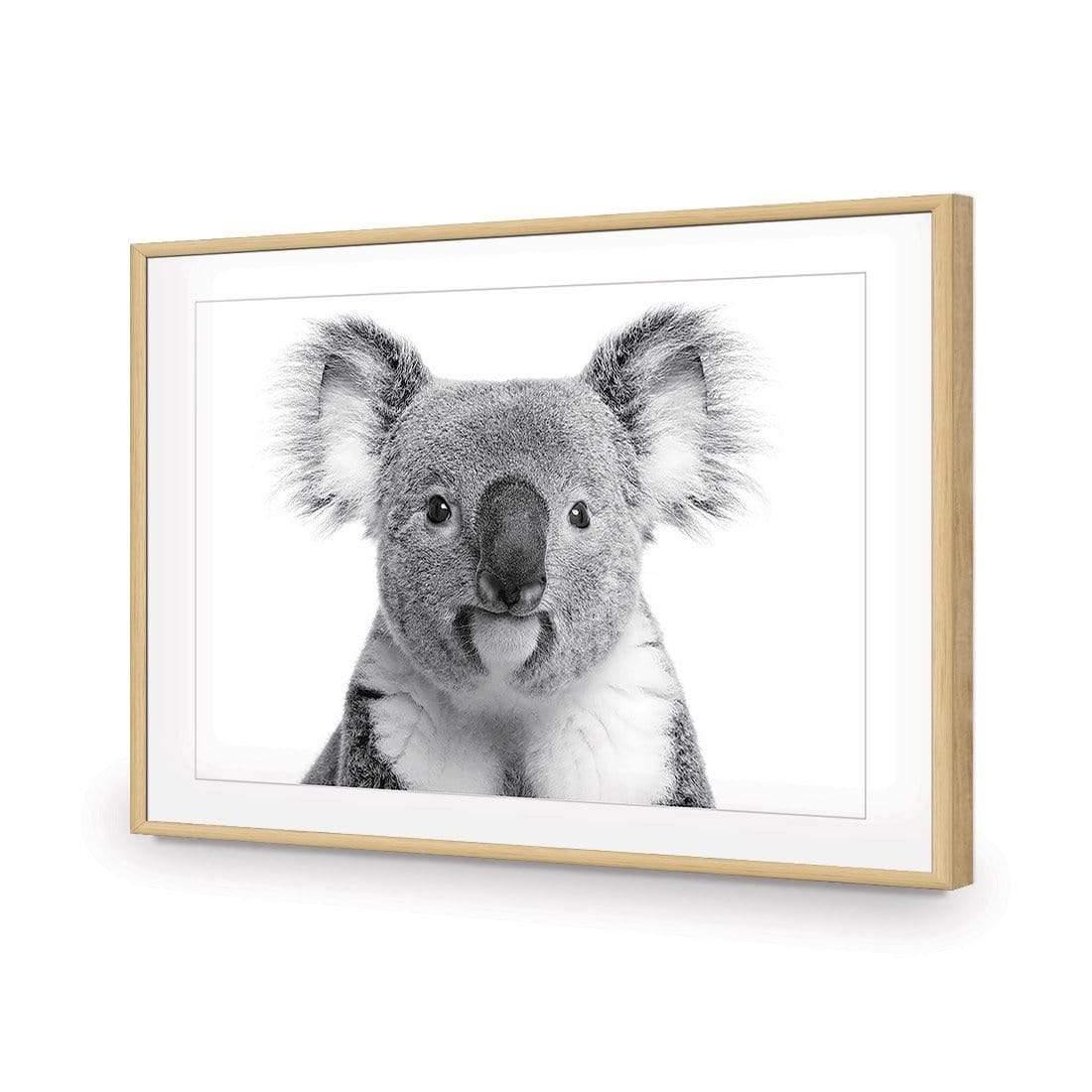 Korro Koala