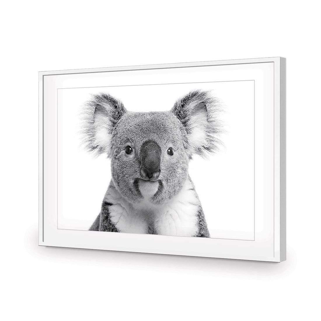 Korro Koala