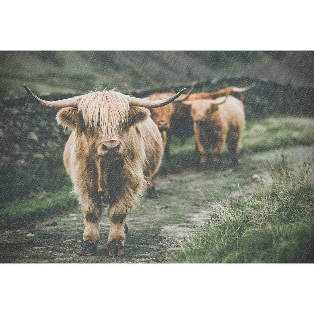 Rain in the Highlands