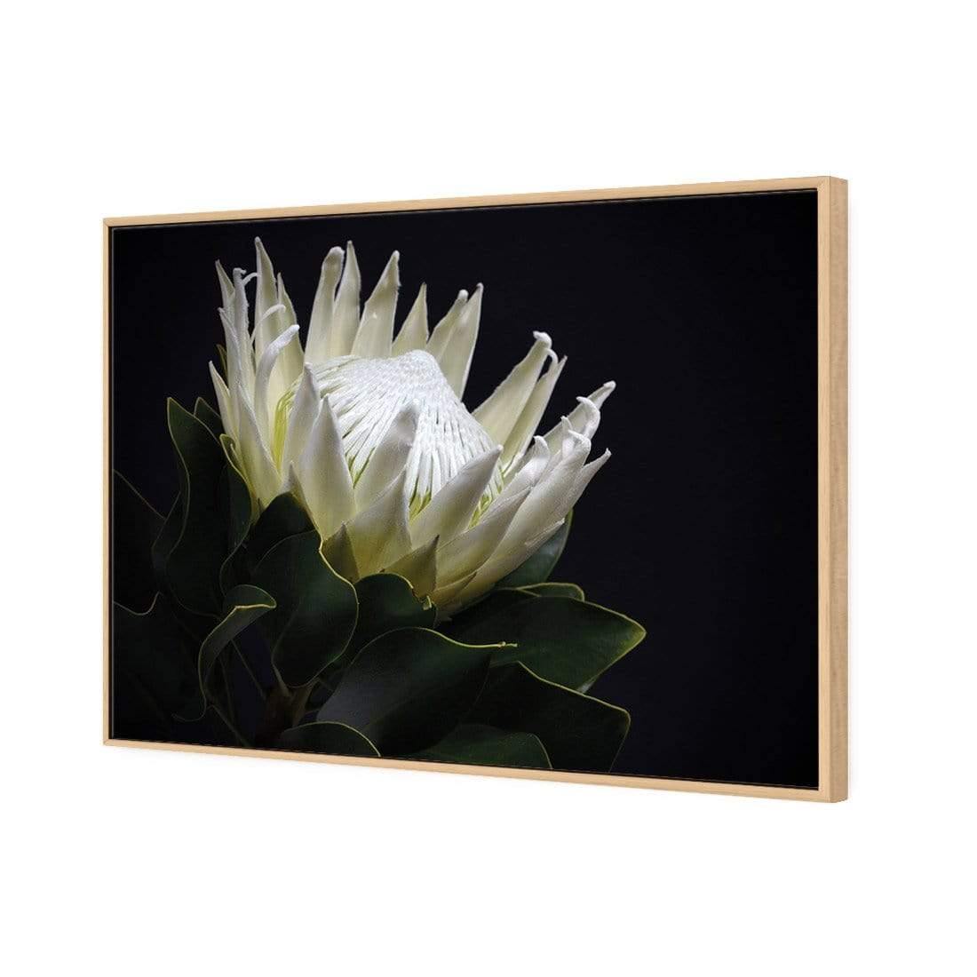 Protea in Darkness (Landscape) | Classic Canvas | Floating Frame | Oak