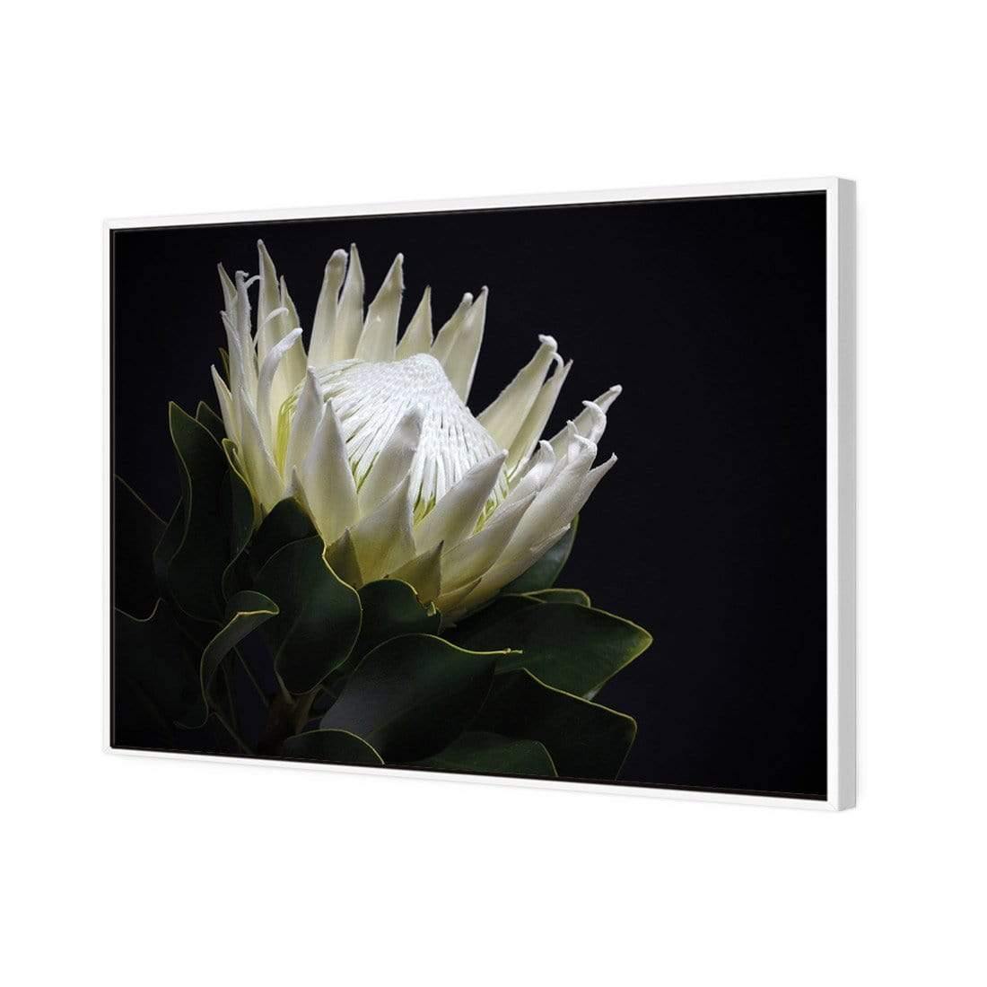 Protea in Darkness (Landscape) | Classic Canvas | Floating Frame | White