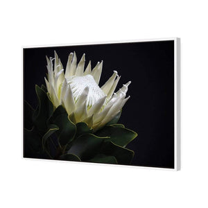 Protea in Darkness (Landscape) | Classic Canvas | Floating Frame | White