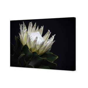 Protea in Darkness (Landscape) | Classic Canvas | No Frame | Stretched Canvas