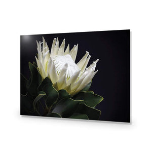 Protea in Darkness (Landscape) | Classic Acrylic | No Frame No Border