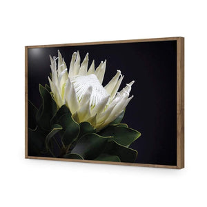 Protea in Darkness (Landscape) | Classic Acrylic | Flat Frame No Border | Natural